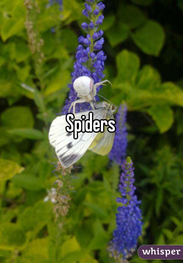 Spiders