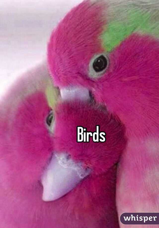 Birds