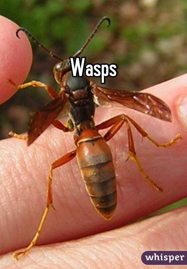 Wasps