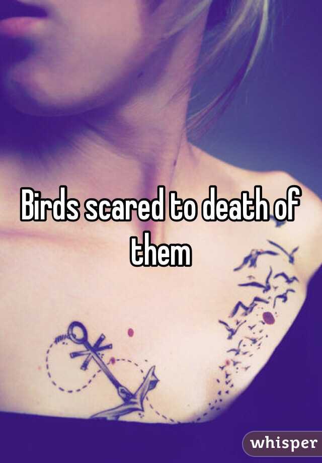 Birds scared to death of them 