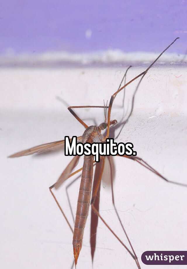 Mosquitos. 