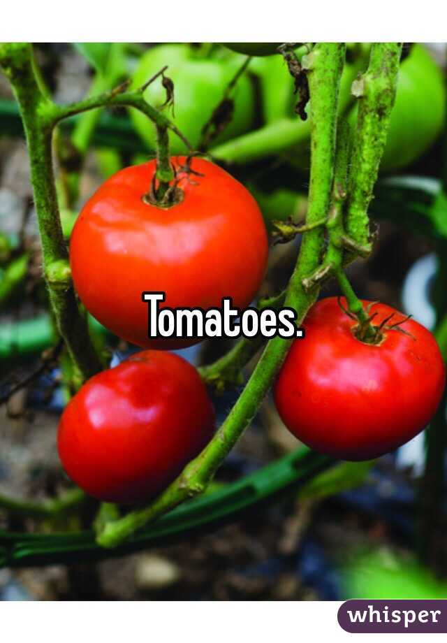 Tomatoes.