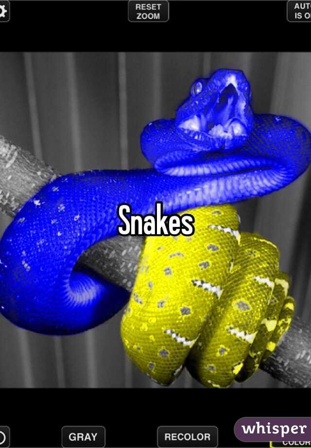 Snakes 