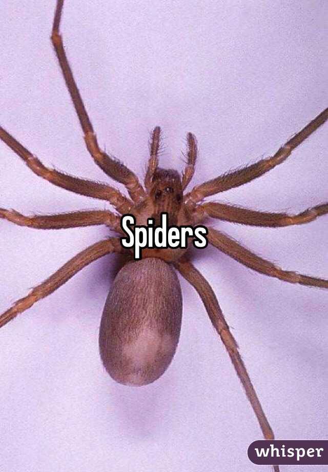 Spiders 