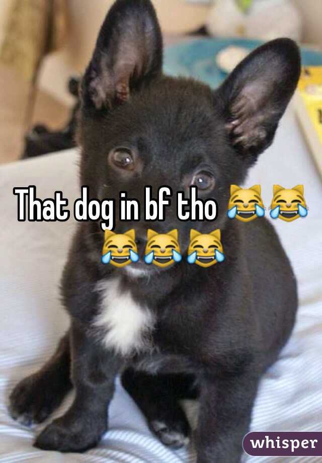 That dog in bf tho 😹😹😹😹😹