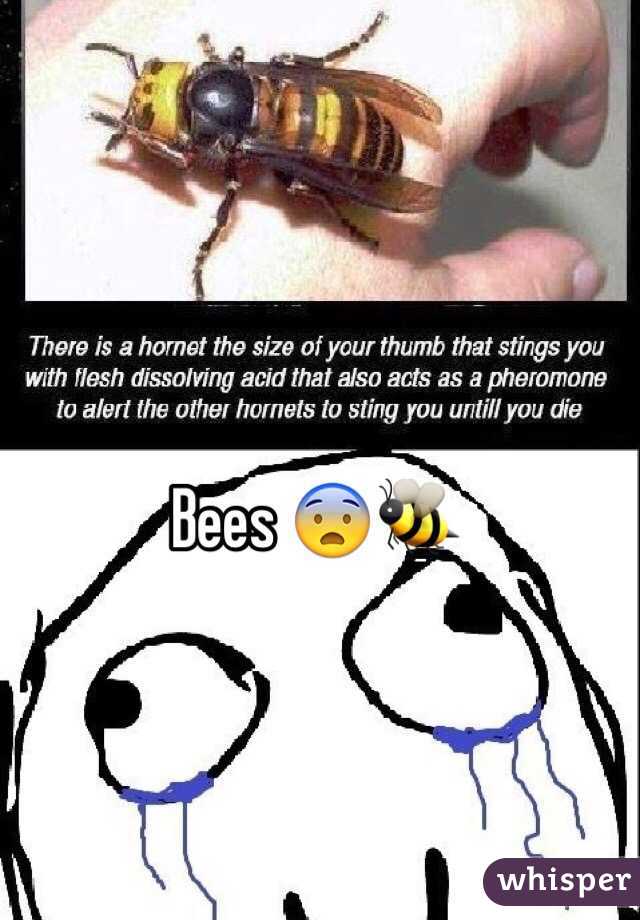 Bees 😨🐝