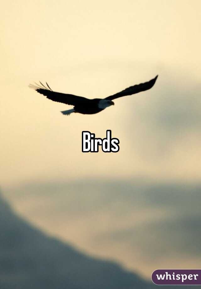 Birds