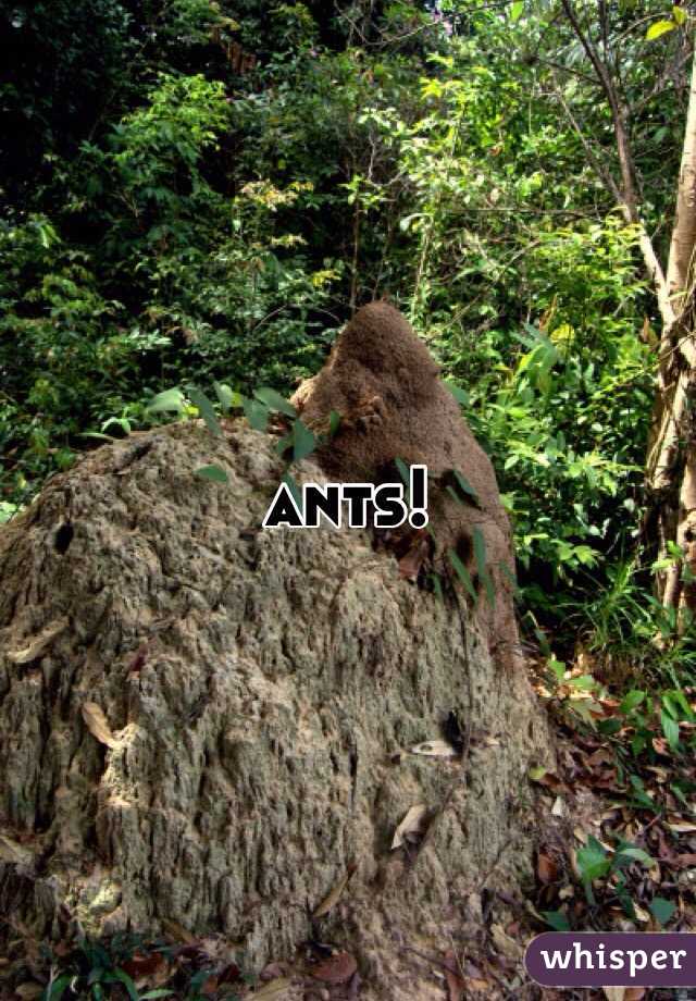 ants!