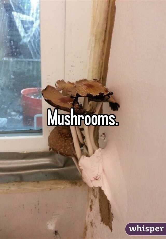 Mushrooms.