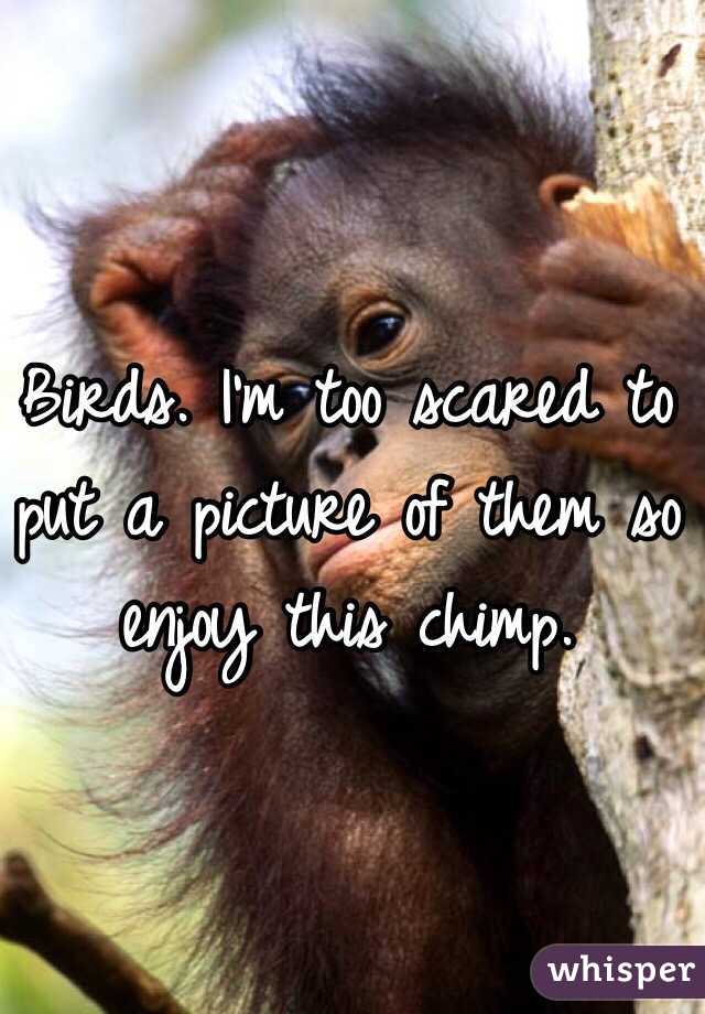 Birds. I'm too scared to put a picture of them so enjoy this chimp. 