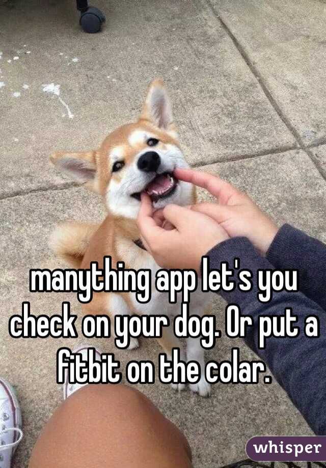 manything app let's you check on your dog. Or put a fitbit on the colar.