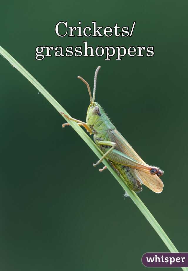 Crickets/grasshoppers 