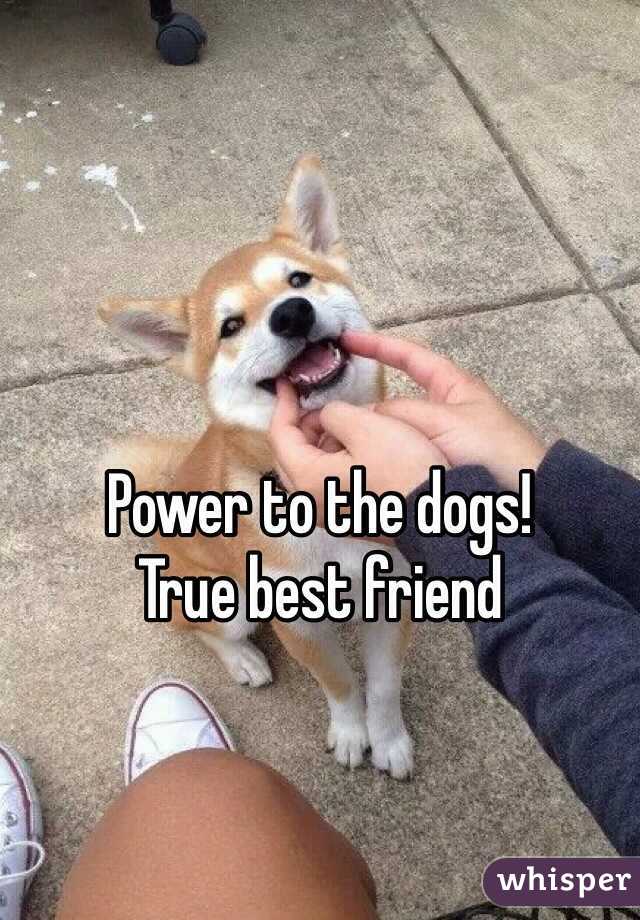 Power to the dogs!
True best friend