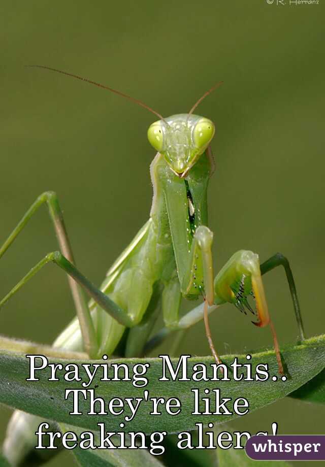 Praying Mantis.. They're like freaking aliens!