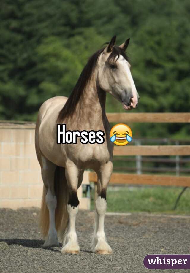 Horses 😂