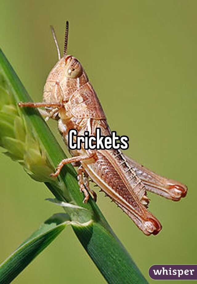 Crickets