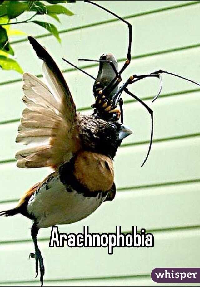 Arachnophobia
