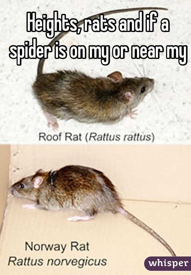 Heights, rats and if a spider is on my or near my