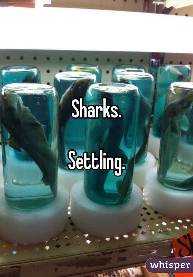 Sharks.

Settling.