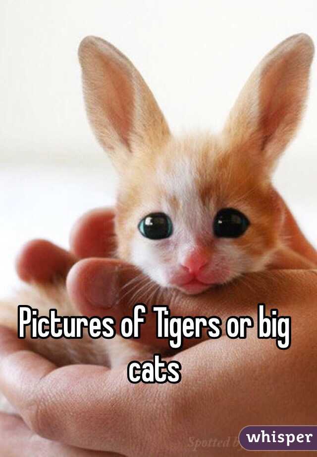 Pictures of Tigers or big cats