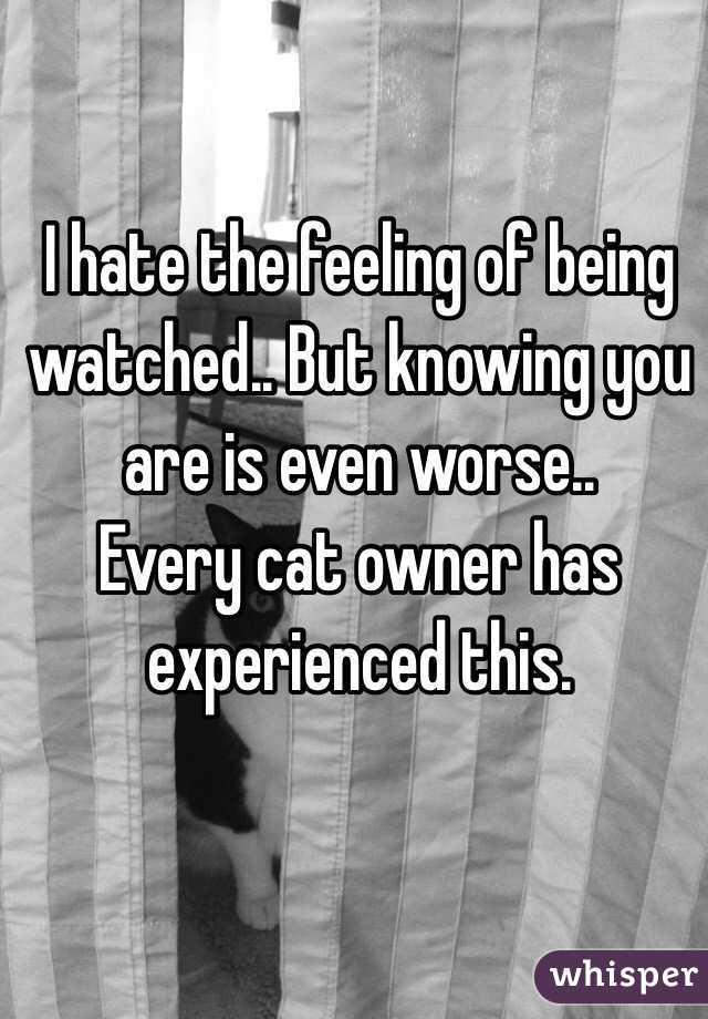 I hate the feeling of being watched.. But knowing you are is even worse.. 
Every cat owner has experienced this. 