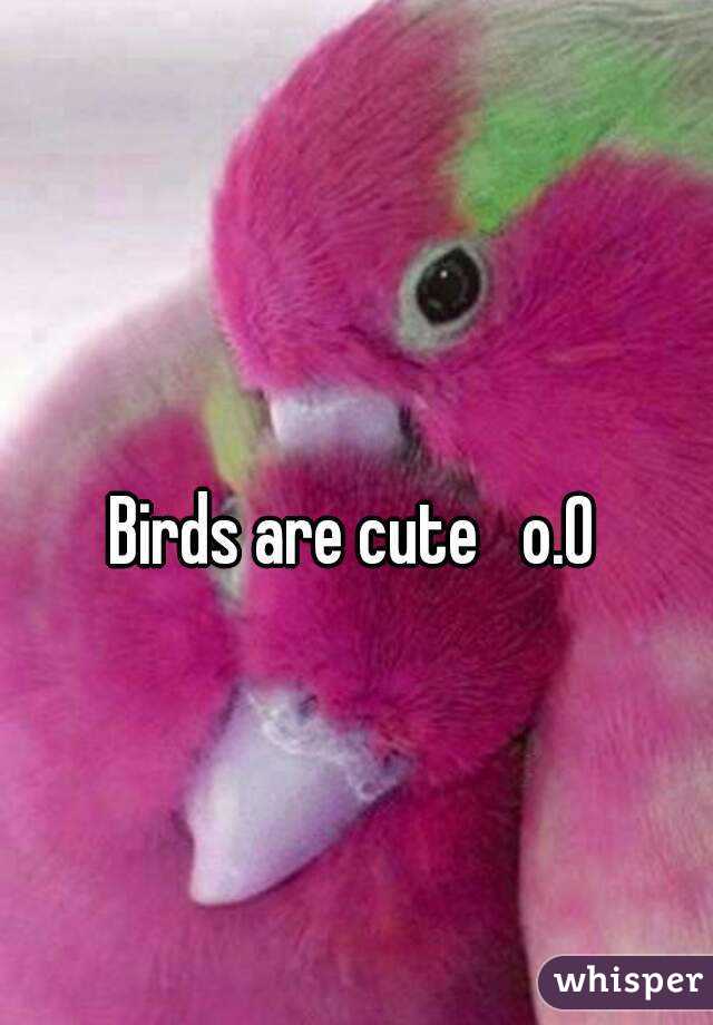 Birds are cute   o.O