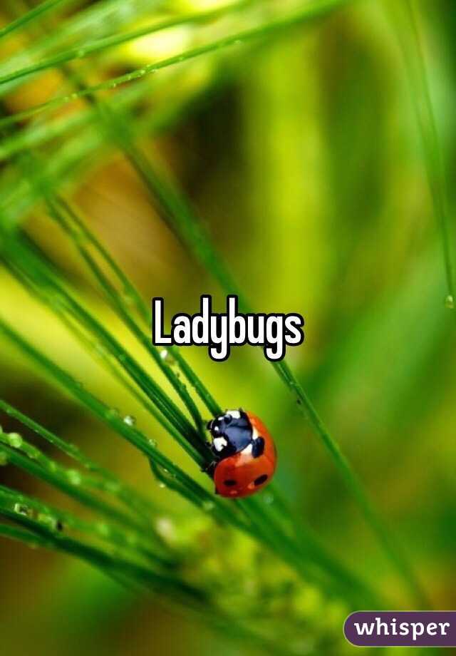 Ladybugs 