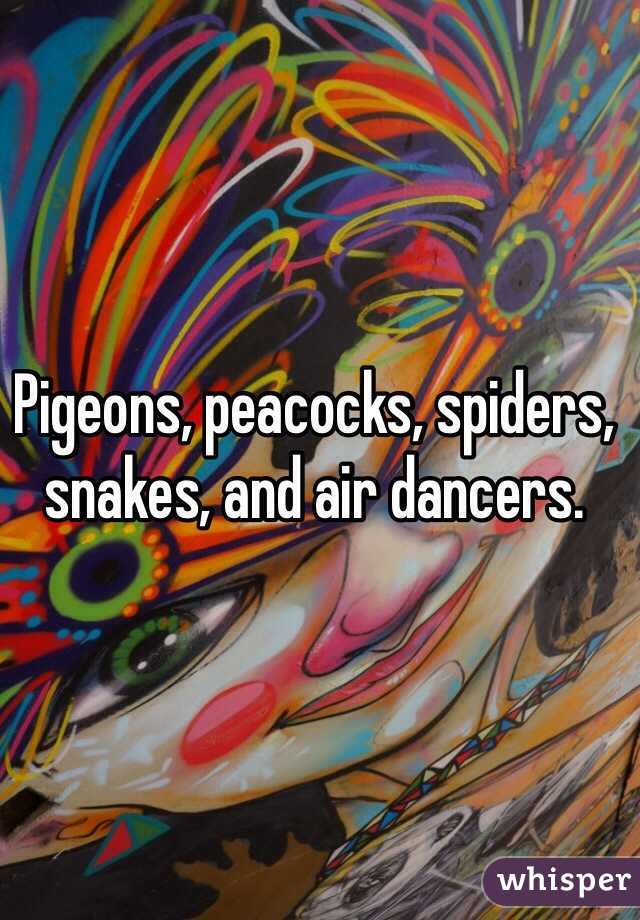 Pigeons, peacocks, spiders, snakes, and air dancers.