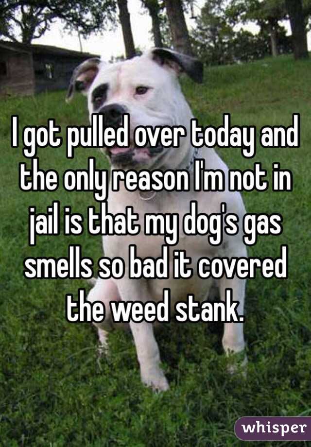 I got pulled over today and the only reason I'm not in jail is that my dog's gas smells so bad it covered the weed stank. 