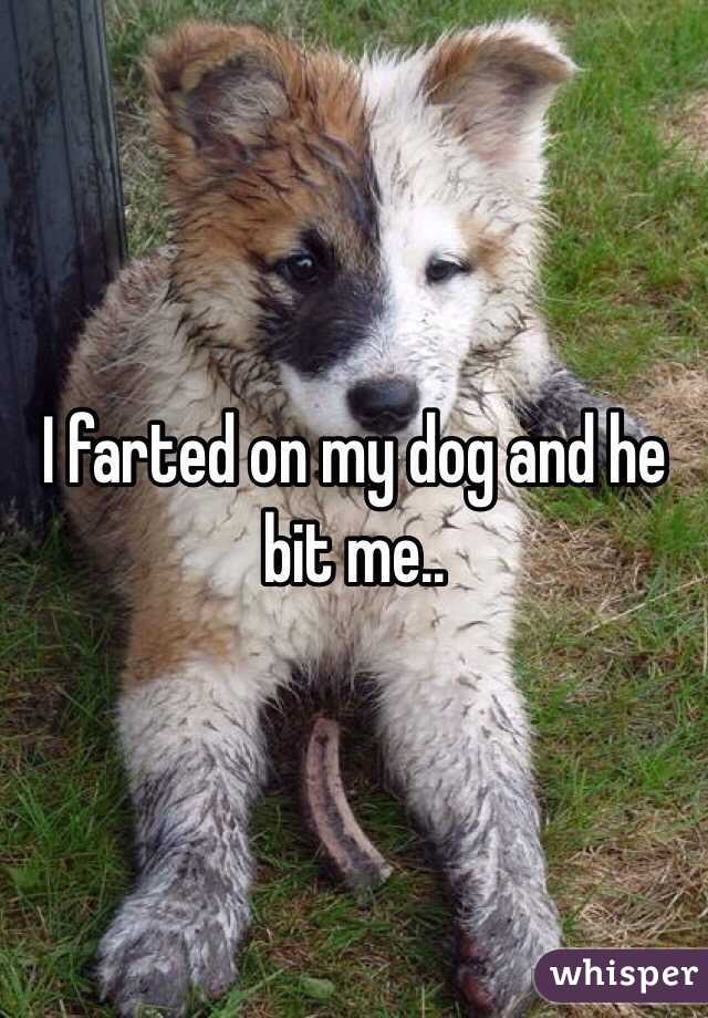 I farted on my dog and he bit me..