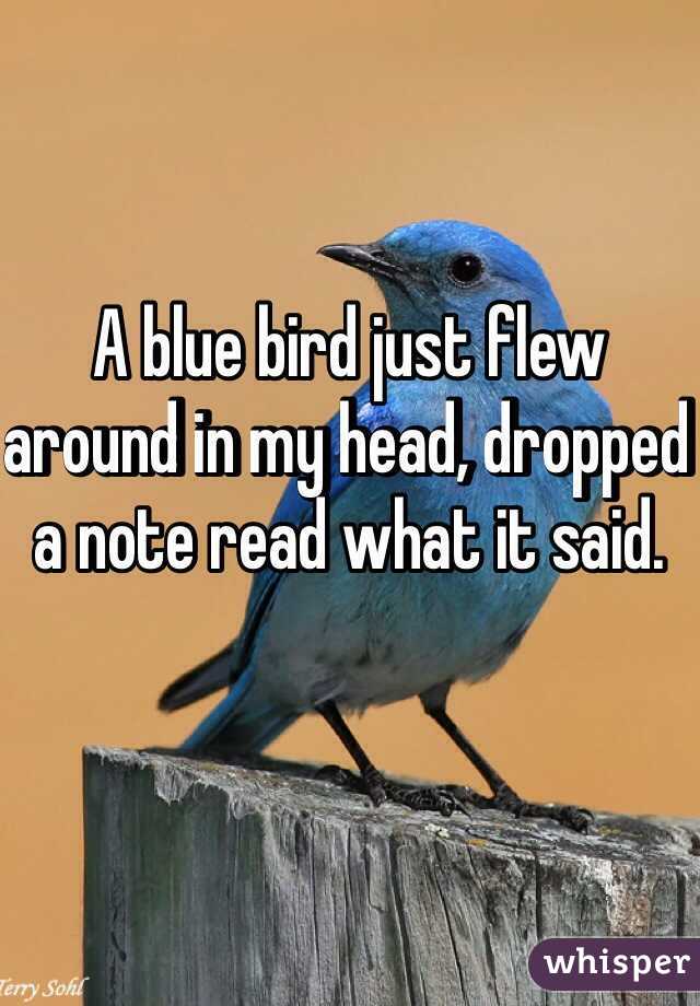 A blue bird just flew around in my head, dropped a note read what it said.