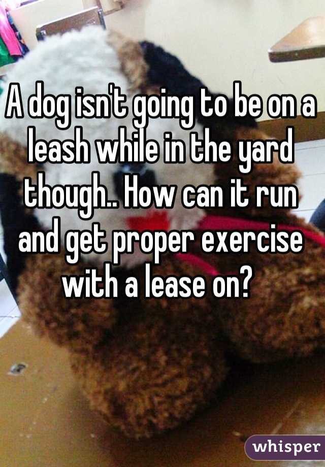 A dog isn't going to be on a leash while in the yard though.. How can it run and get proper exercise with a lease on? 
