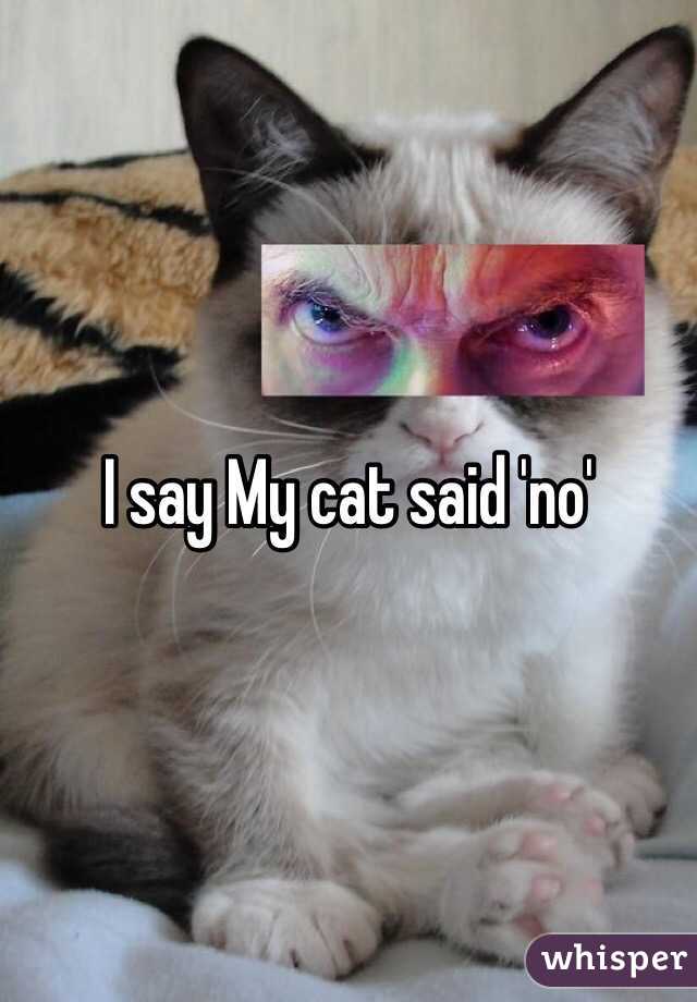 I say My cat said 'no' 
