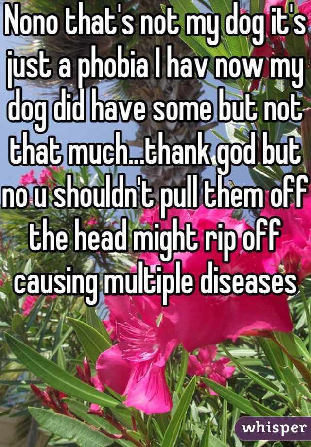 Nono that's not my dog it's just a phobia I hav now my dog did have some but not that much...thank god but no u shouldn't pull them off the head might rip off causing multiple diseases 