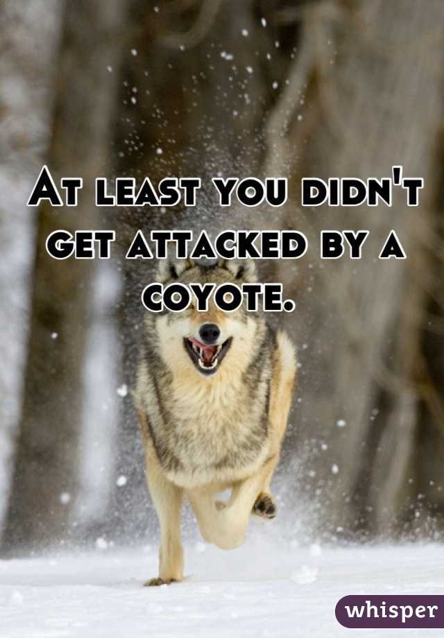 At least you didn't get attacked by a coyote. 