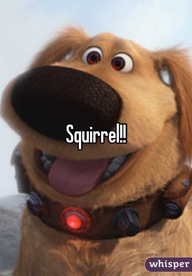 Squirrel!!  