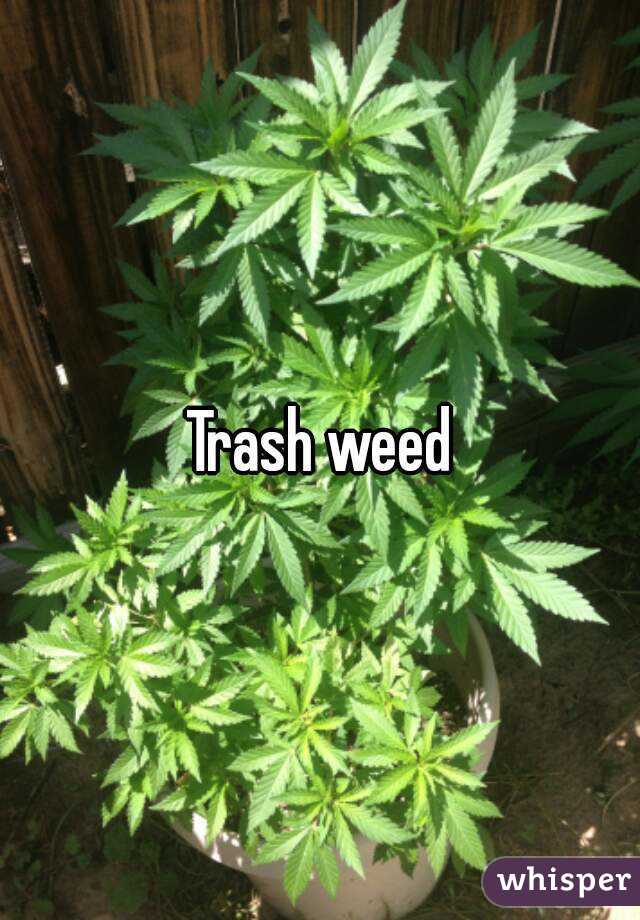 Trash weed