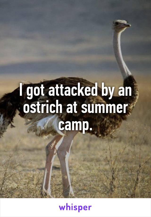 I got attacked by an ostrich at summer camp.