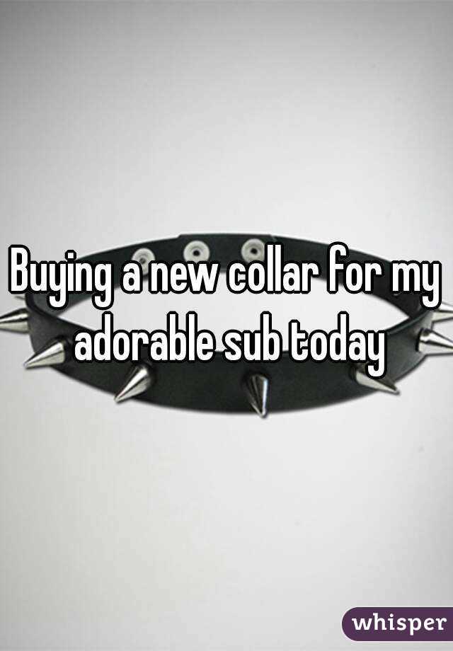 Buying a new collar for my adorable sub today