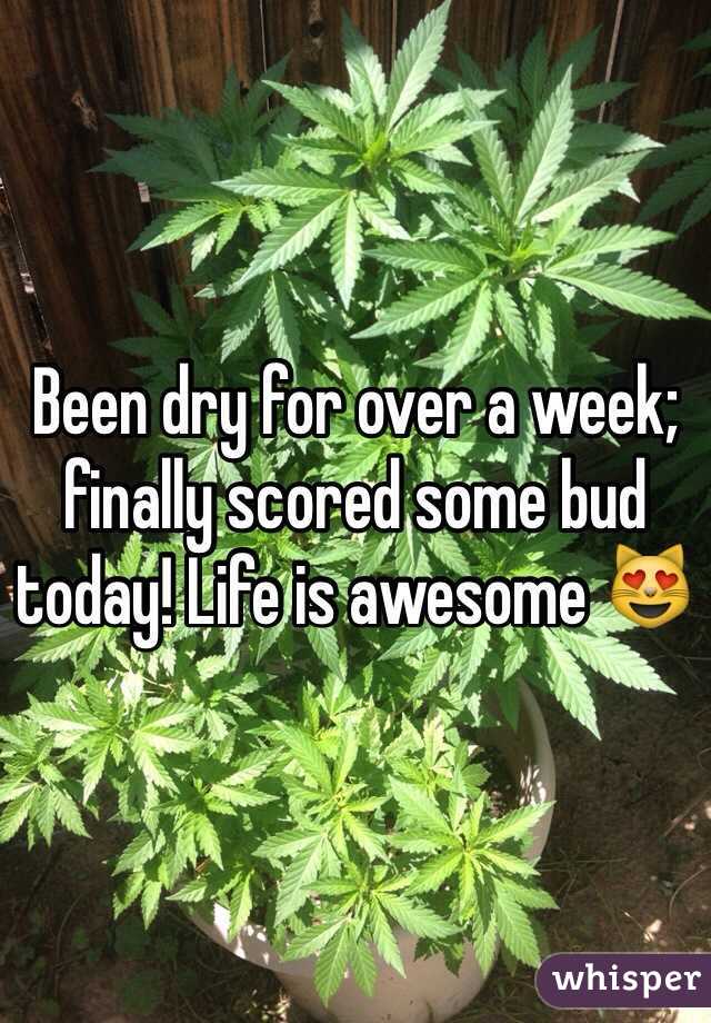 Been dry for over a week; finally scored some bud today! Life is awesome 😻