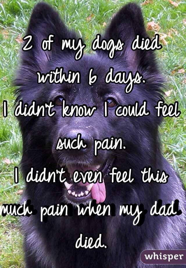 2 of my dogs died within 6 days.
I didn't know I could feel such pain.
I didn't even feel this much pain when my dad died.
