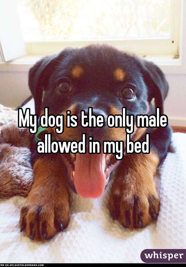 My dog is the only male allowed in my bed