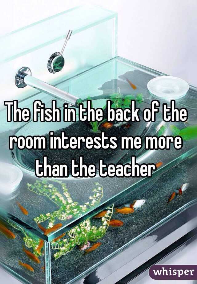 The fish in the back of the room interests me more than the teacher
