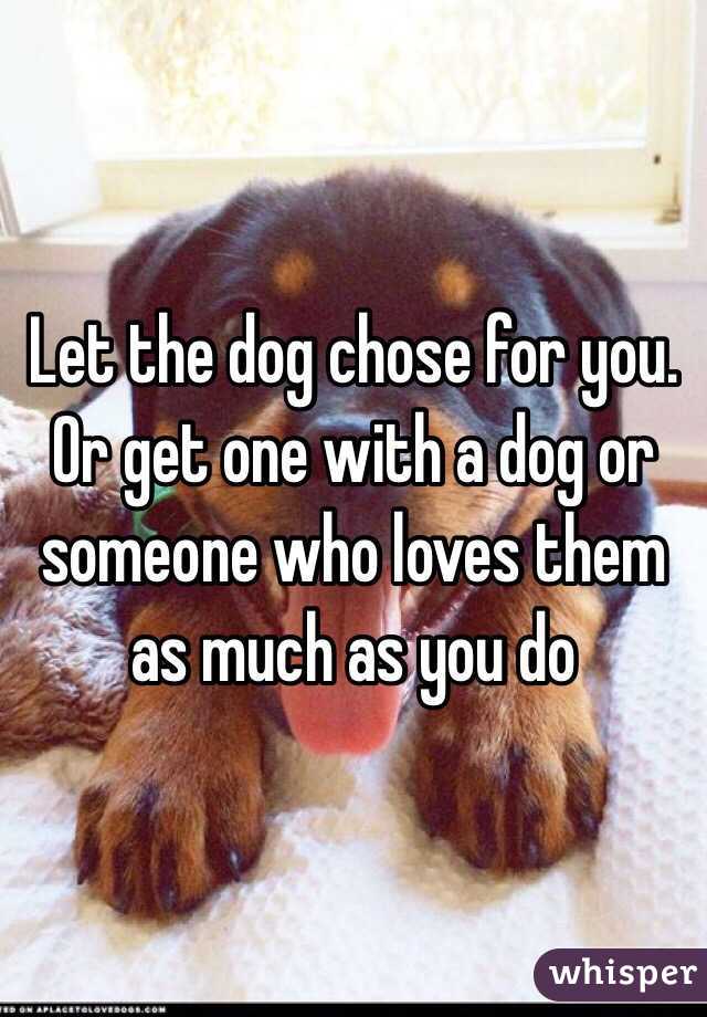 Let the dog chose for you.  Or get one with a dog or someone who loves them as much as you do