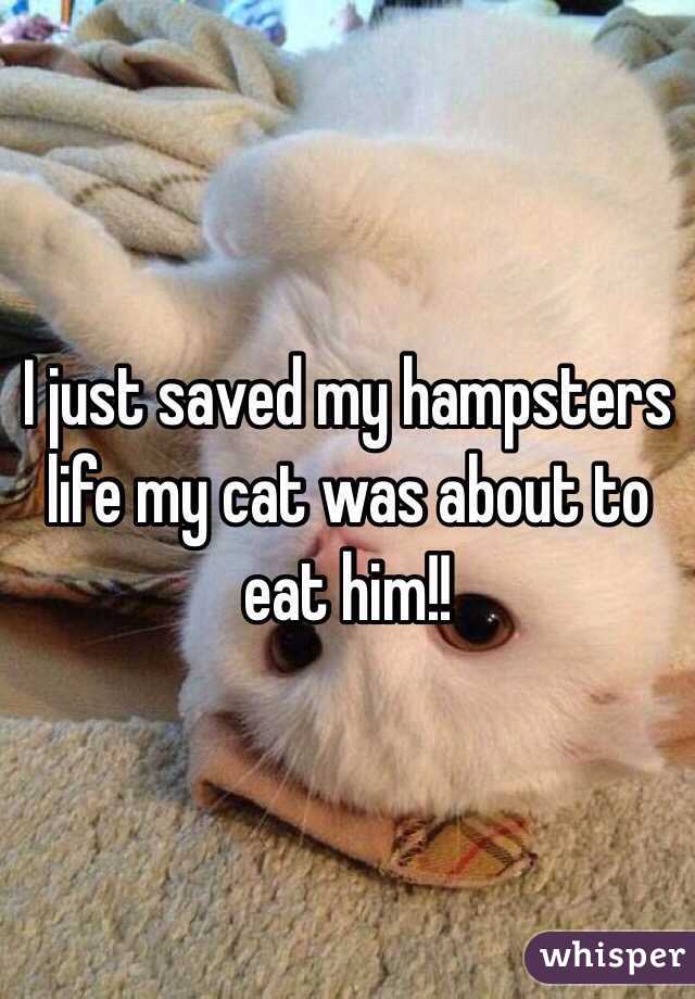 I just saved my hampsters life my cat was about to eat him!!