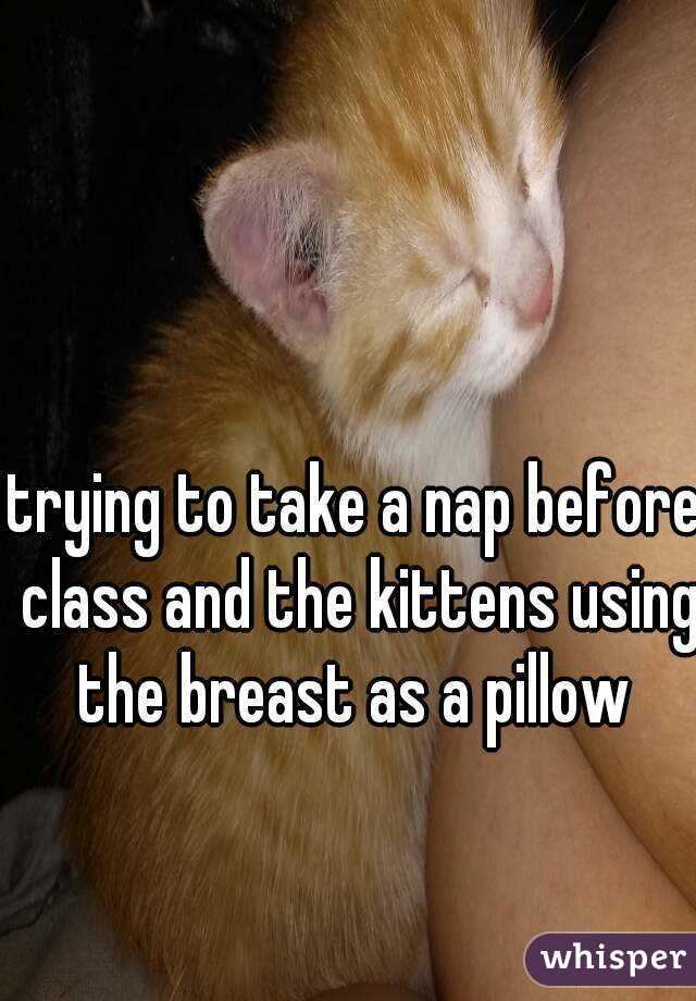 trying to take a nap before class and the kittens using the breast as a pillow 