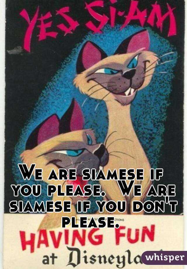 We are siamese if you please.  We are siamese if you don't please. 