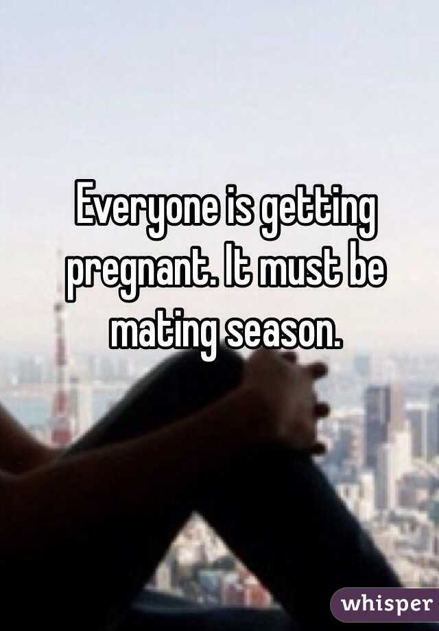 Everyone is getting pregnant. It must be mating season. 