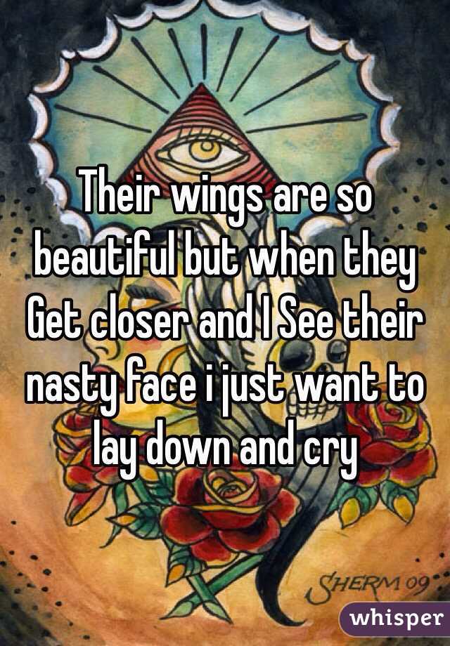 Their wings are so beautiful but when they Get closer and I See their nasty face i just want to lay down and cry