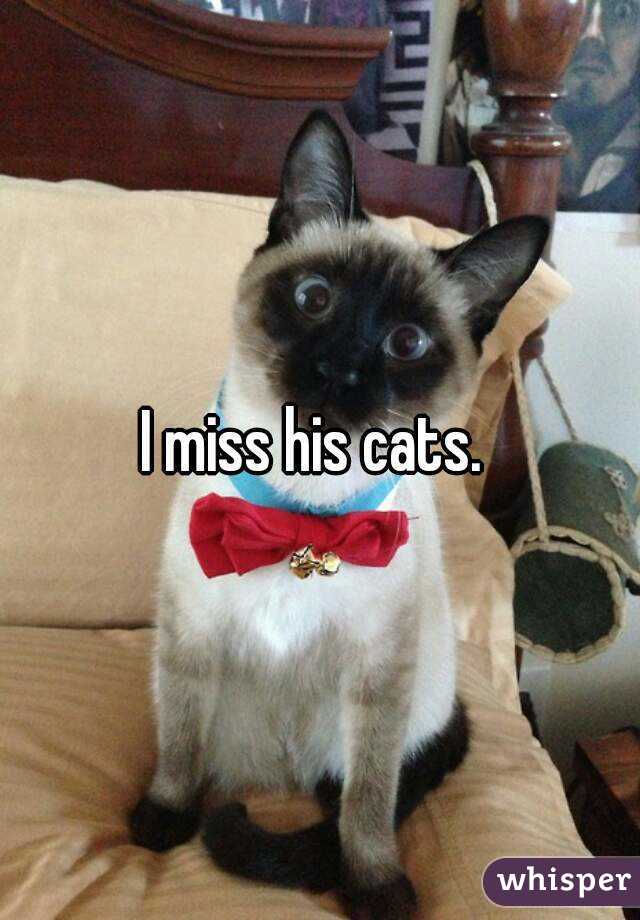 I miss his cats. 